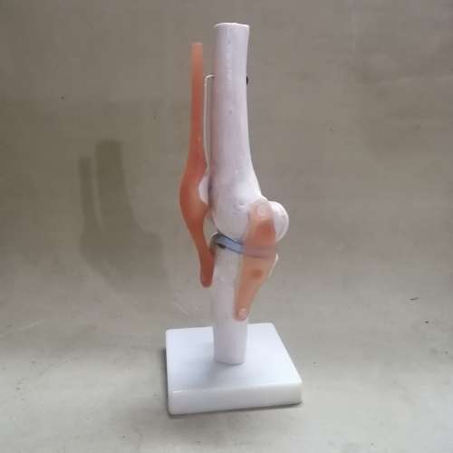 Life Size Flexible Knee Model with Ligaments & Stand , Human Knee Joint Model for Science Education