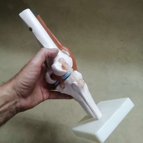 Life Size Flexible Knee Model with Ligaments & Stand , Human Knee Joint Model for Science Education