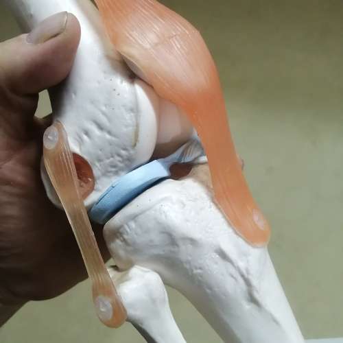 Life Size Flexible Knee Model with Ligaments & Stand , Human Knee Joint Model for Science Education