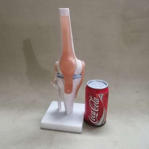 Life Size Flexible Knee Model with Ligaments & Stand , Human Knee Joint Model for Science Education
