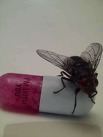 Red Hot Chili Peppers : Im Without You