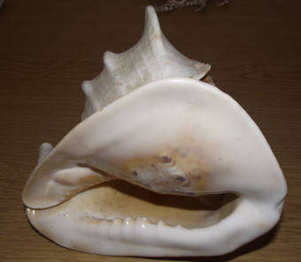 Beautiful: Large Decorative Sea Shell