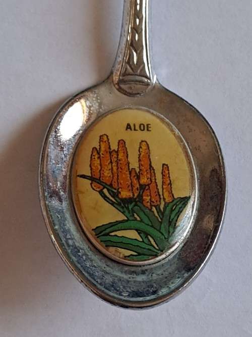 Vintage souvenir spoon -Knysna - Aloe