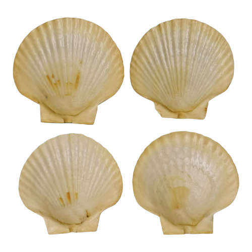 Queen scallop sea shells and shellfish forks