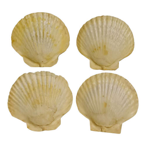 Queen scallop sea shells and shellfish forks