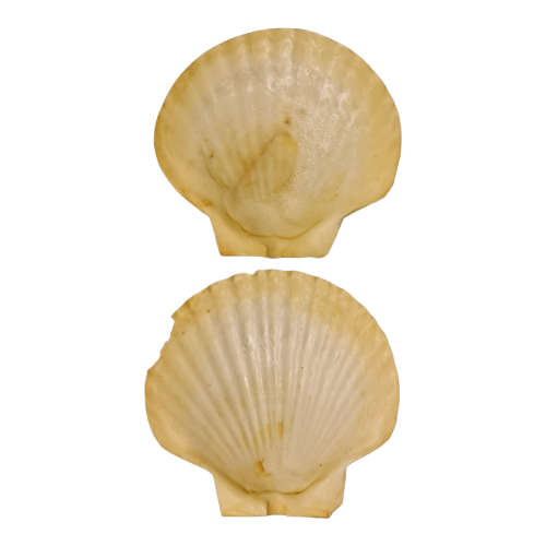 Queen scallop sea shells and shellfish forks