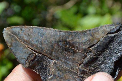 Megalodon Fossil Shark Tooth (Nice serrations)