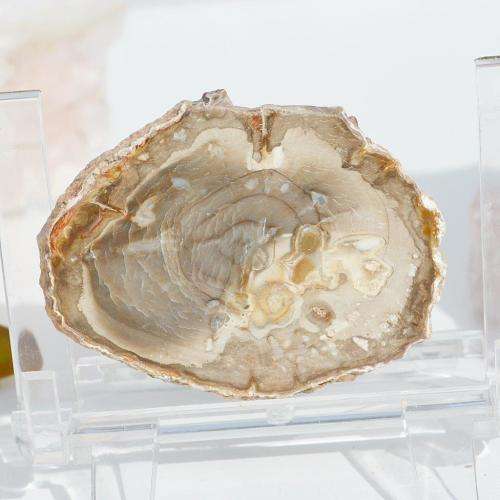 Petrified Wood Slice