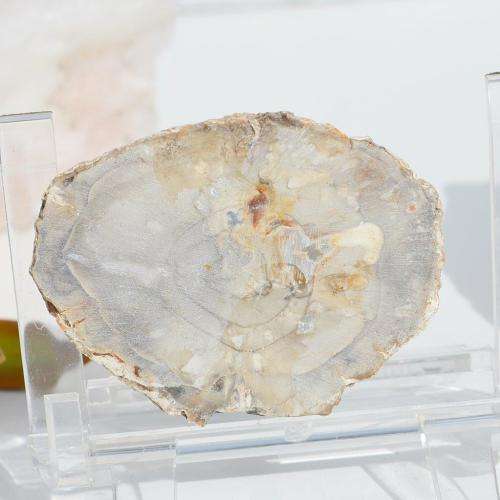 Petrified Wood Slice