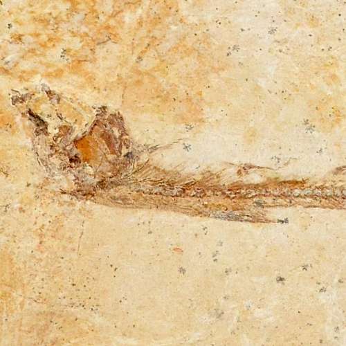 Fish Fossil
