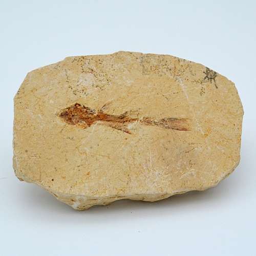 Fish Fossil