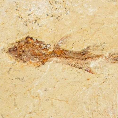 Fish Fossil