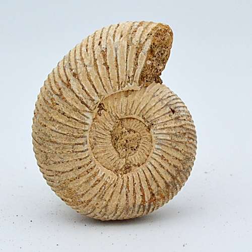 Natural White Spined Ammonite Fossil