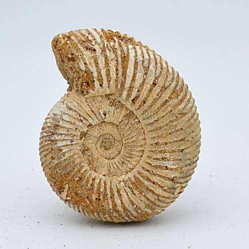 Natural White Spined Ammonite Fossil