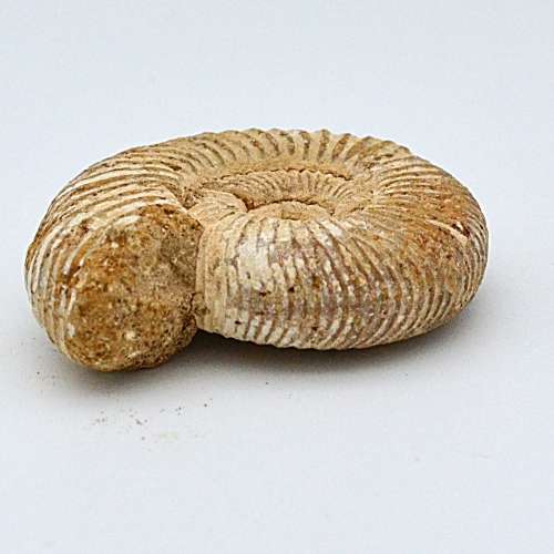 Natural White Spined Ammonite Fossil