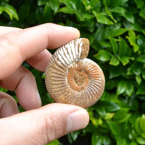 Natural White Spined Ammonite Fossil