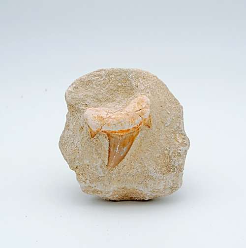 Shark Tooth Fossil in Matrix