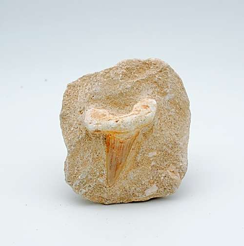 Shark Tooth Fossil in Matrix