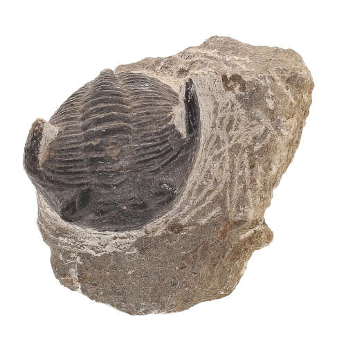 Gerastos Trilobite Fossil