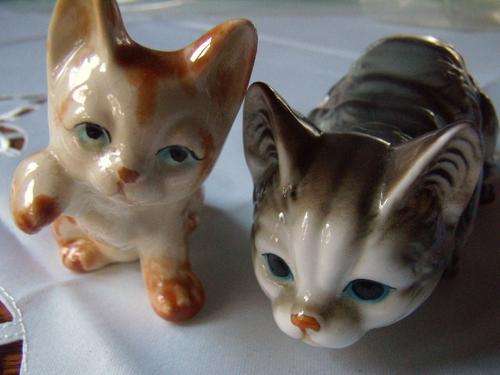 Porcelaine Kittens Need a New Home