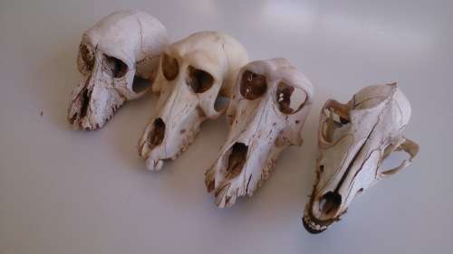 Collection of skulls - 3x Baboon, 1x Jackal