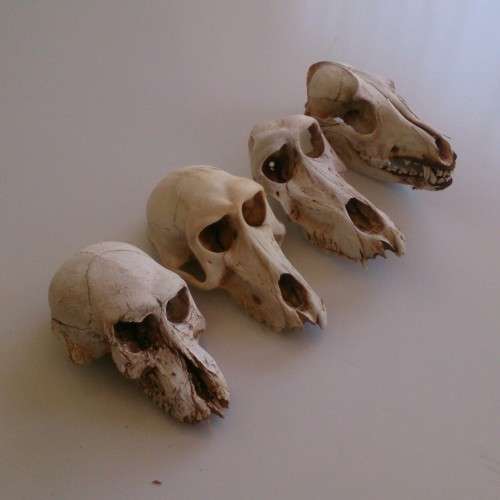 Collection of skulls - 3x Baboon, 1x Jackal