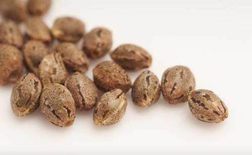 Lemon Haze Seeds