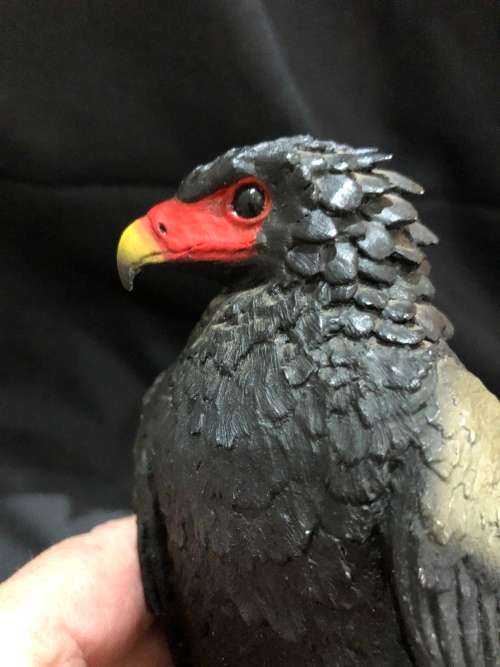 Feathers of Knysna(MUS491)