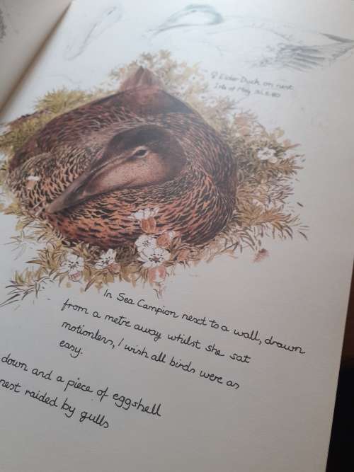 Keith Brockie`s Wildlife Sketchbook ~ Keith Brockie