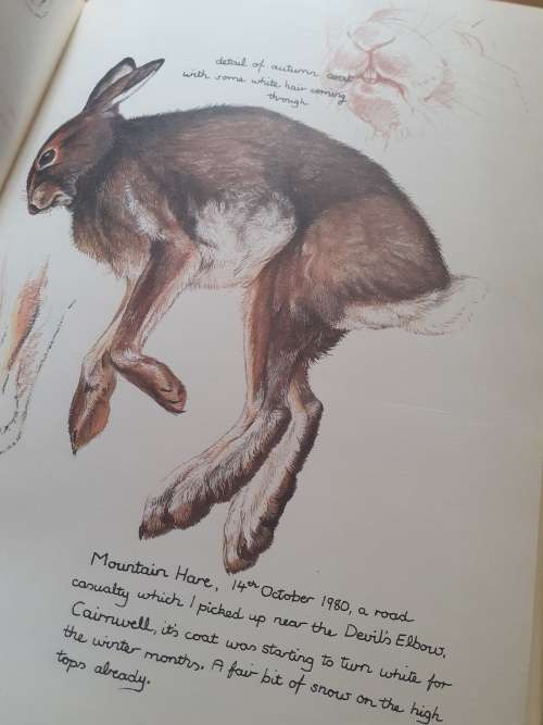 Keith Brockie`s Wildlife Sketchbook ~ Keith Brockie