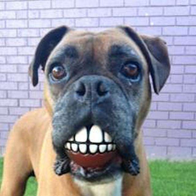 Rogz Grinz Balls SALE!!