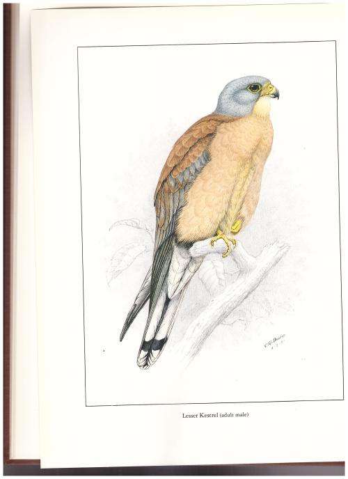BIRDS OF PREY OF SOUTHERN AFRICA LIMITED COPIES
