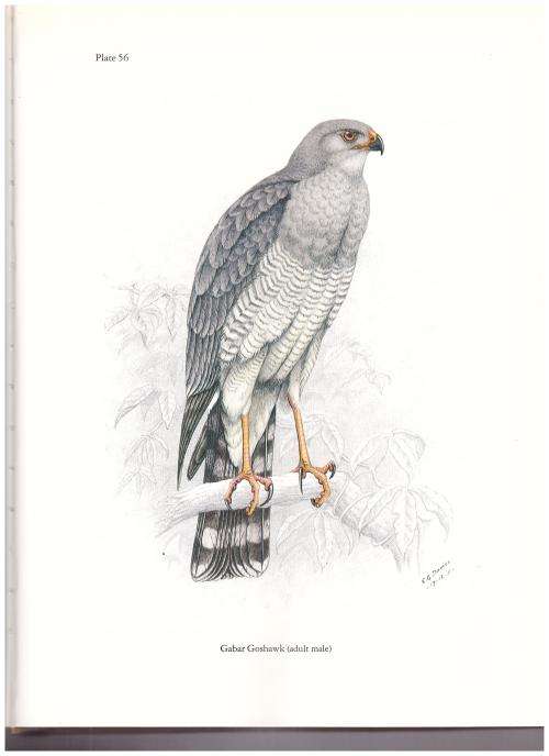 BIRDS OF PREY OF SOUTHERN AFRICA LIMITED COPIES