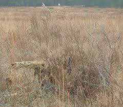 Desert grassland Ghillie suite