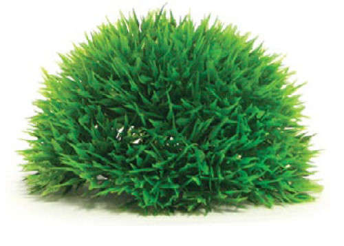 PLANT - with Airstone