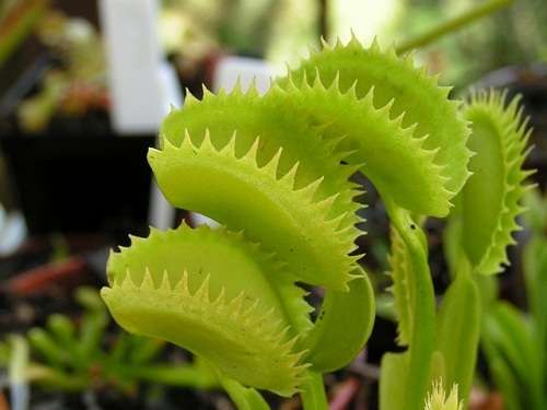 Venus Fly Trap Plant (Dionaea Muscipula) - 5 seeds