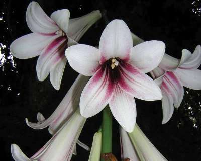 Giant Himalayan Lily (Cardiocrinum Giganteum) - 5 seeds