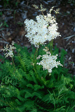 Fern-Leaved Dropwort (Filipendula Vulgaris) - 5 seeds