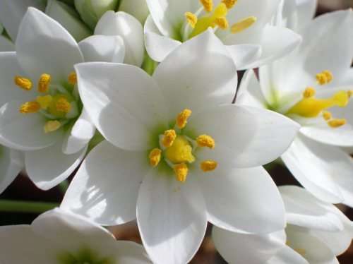 Eliokarmos Prunosus - 5 seeds