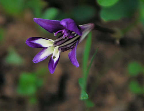 Long Tube Satin Flower (Sparaxis Metelerkampiae) - 5 seeds