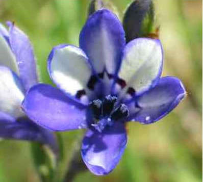 African Baboon Root (Babiana Inclinata) - 5 seeds