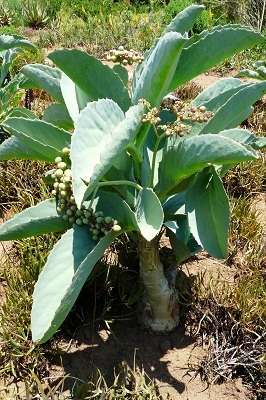 Tree Grape (Cyphostemma Juttae) - 5 seeds