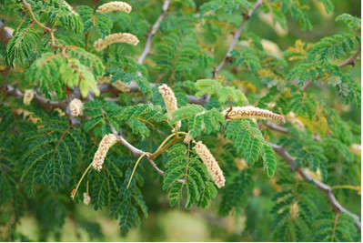 Black Monkey Thorn (Acacia Burkei) - 5 seeds
