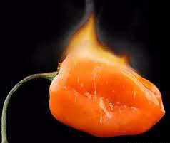 Chilli Seeds (orange)  - 10 seeds