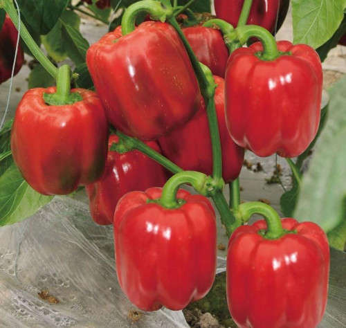 Chilli Pepper Seeds  - 10 seeds