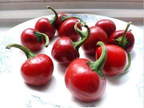 Chilli Seeds  - 10 seeds