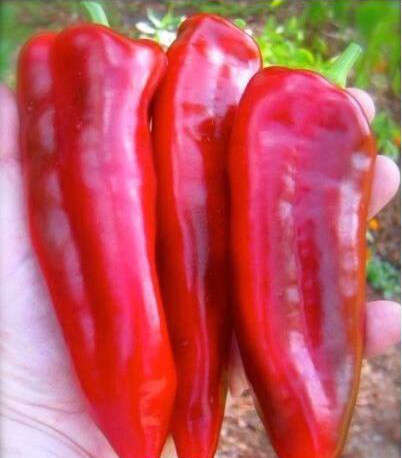Chilli Seeds - Red Marconi - 10 seeds