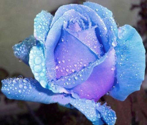 Rose Seeds - Light Purple - 5 seeds