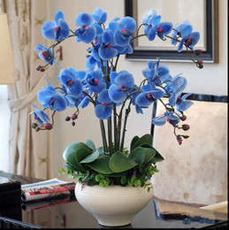 Phalaenopsis Orchid (Moth Orchid) - 5 seeds