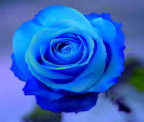 Rose Seeds - Royal Blue - 5 seeds